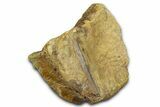 Hadrosaur Partial Caudal Vertebra with Ossified Tendon - Wyoming #370973-3